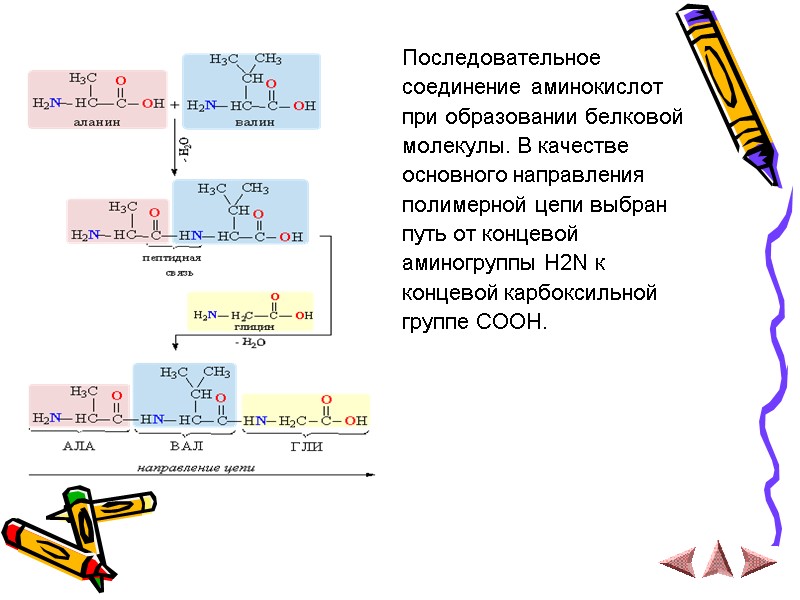 Последовательное  соединение аминокислот  при образовании белковой молекулы. В качестве основного направления полимерной